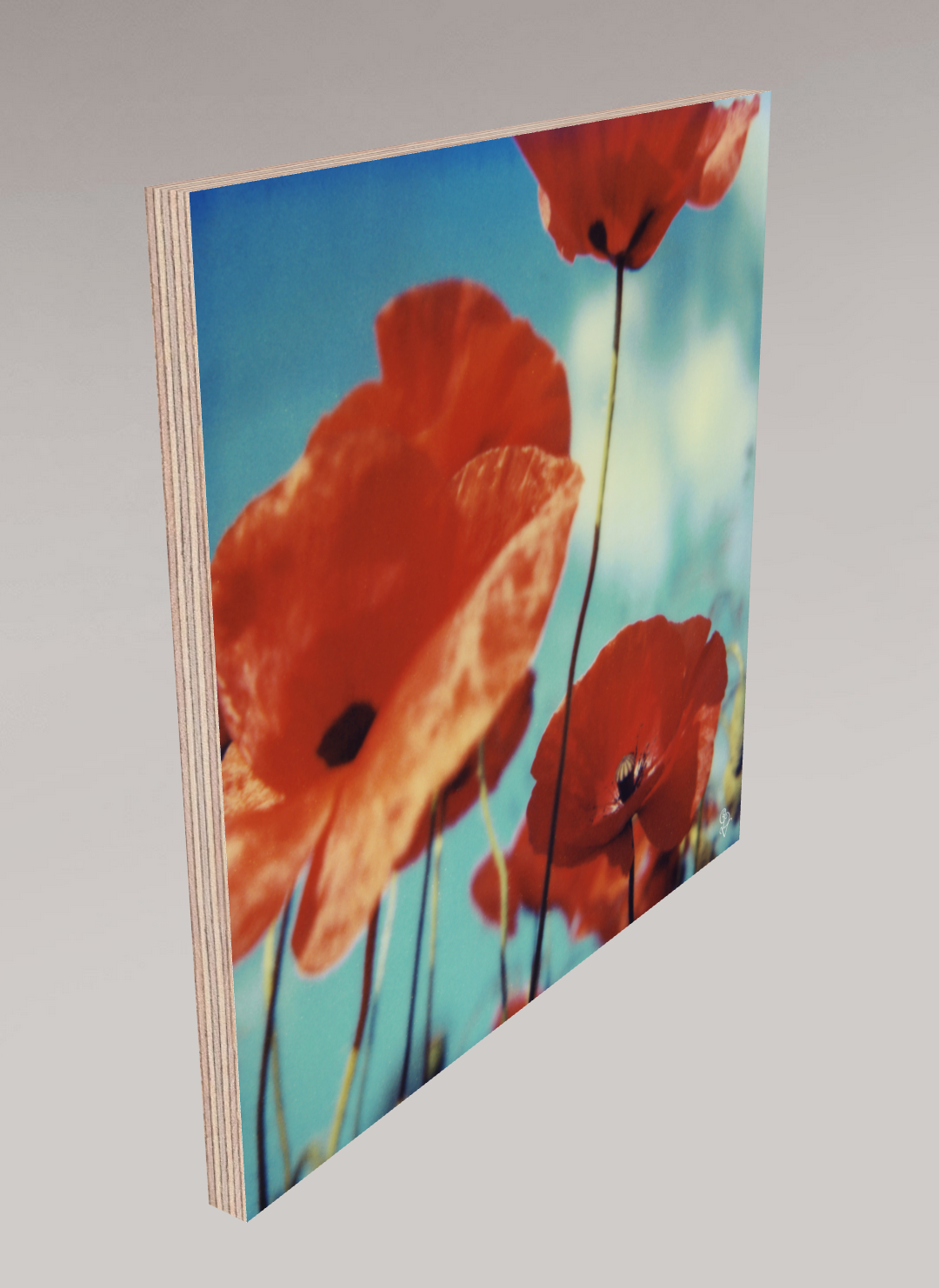 Poppy Realm #01, 2006