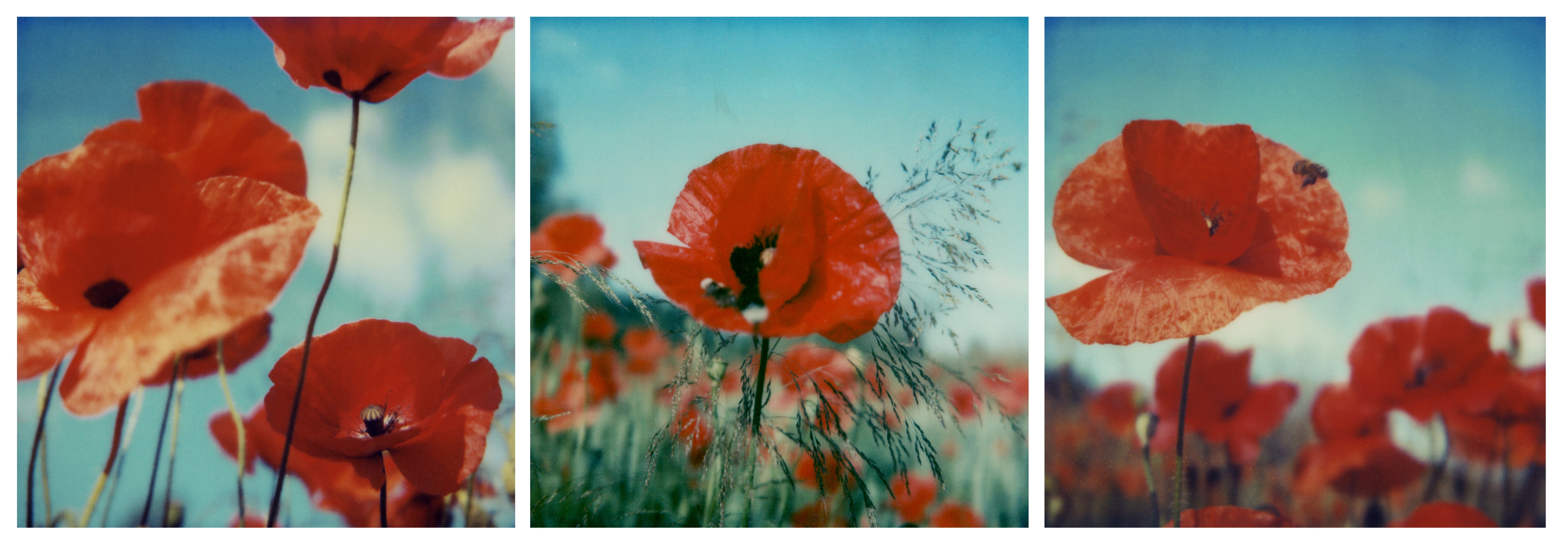 Reino de las amapolas #ROW, 2006