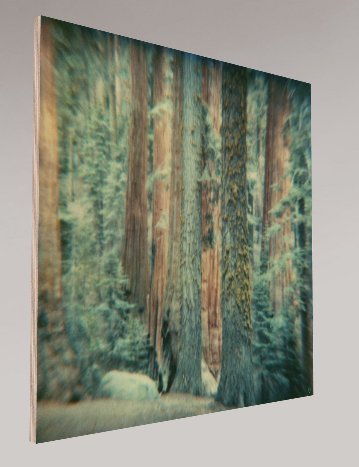 Sequoia #125, 2007