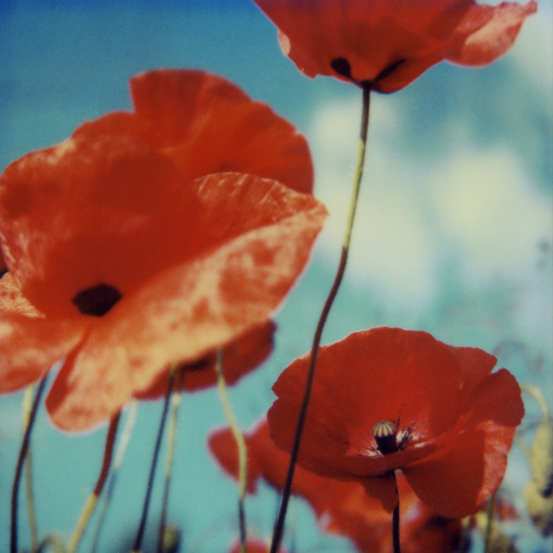 Royaume de coquelicots #ROW, 2006