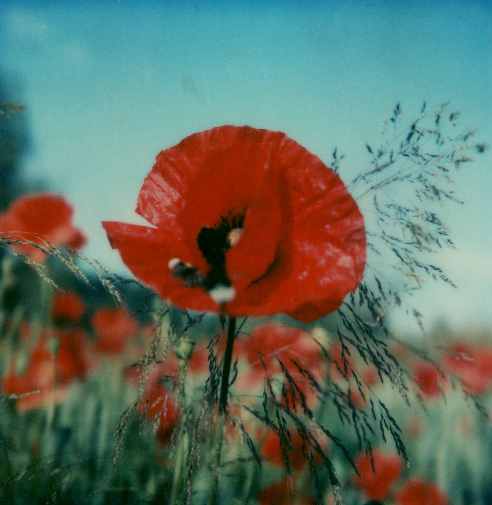 Royaume de coquelicots #ROW, 2006