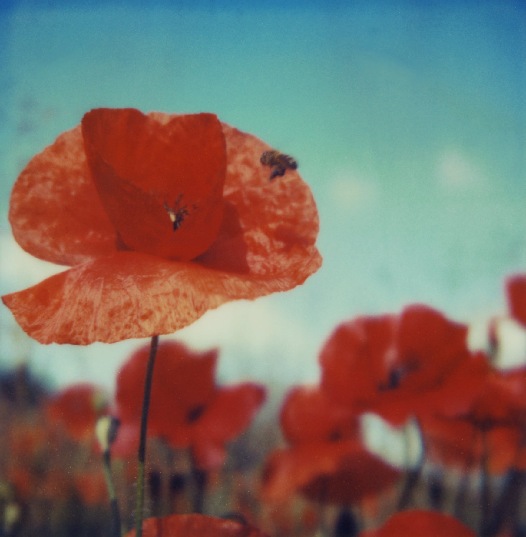 Royaume de coquelicots #ROW, 2006
